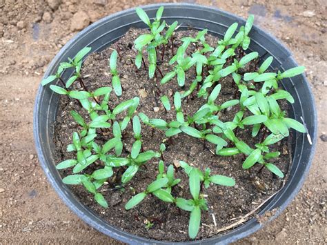 How To Start Marigolds From Seeds