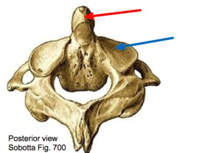 Regional Vertebra Axis C Diagram Quizlet