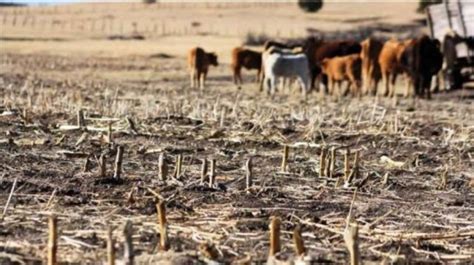 Campesinos Piden Declarar Emergencia Por La Sequ A