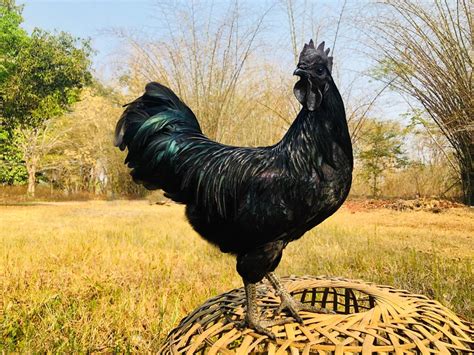 How Kadaknath Chicken Is Winning Hearts And Stomachs Zee Zest