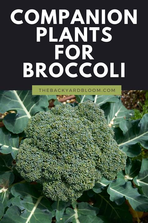 Companion Plants For Broccoli Companion Planting Broccoli Plant