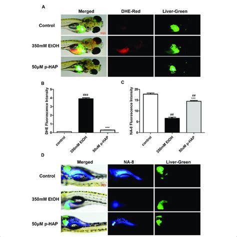 P Hap Protected Zebrafish Larvae From Oxidative Stress Induced By