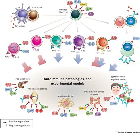 Untangling Galectin Driven Regulatory Circuits In Autoimmune