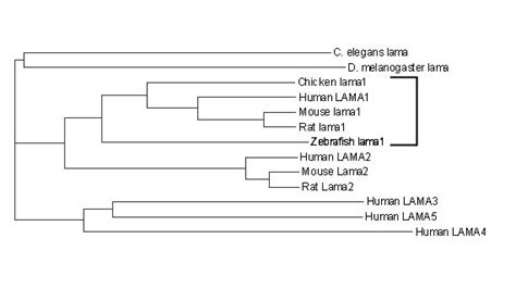 Phylogenetic Tree Analysis Of The Laminin Alpha Proteins The Zebrafish