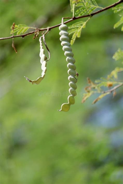 Gum Arabic Pods Hanging on the Tree Stock Photo - Image of acacia, branch: 264234002