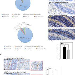 Comparative Expression Of Cell Type Specific Marker Genes In Primary