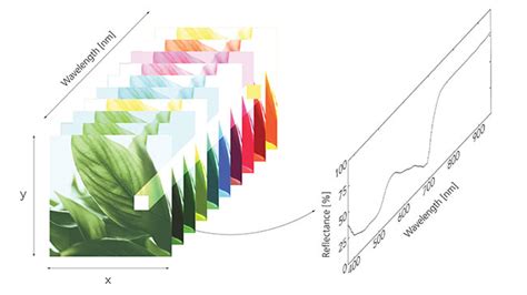 Expanding Sight Plant Health Beyond The Naked Eye Greenhouse