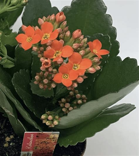 4 Kalanchoe Orange Flowers Talk Tivoli