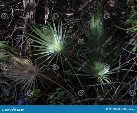 Serenoa Palm Leaves Stock Photo Image Of Outdoor Trees 209125082