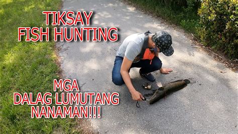 Tiksay Fish Hunting Naglutangan Nanaman Ang Mga Dalag Kumuha