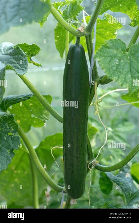 Mature Cucumber Hi Res Stock Photography And Images Alamy