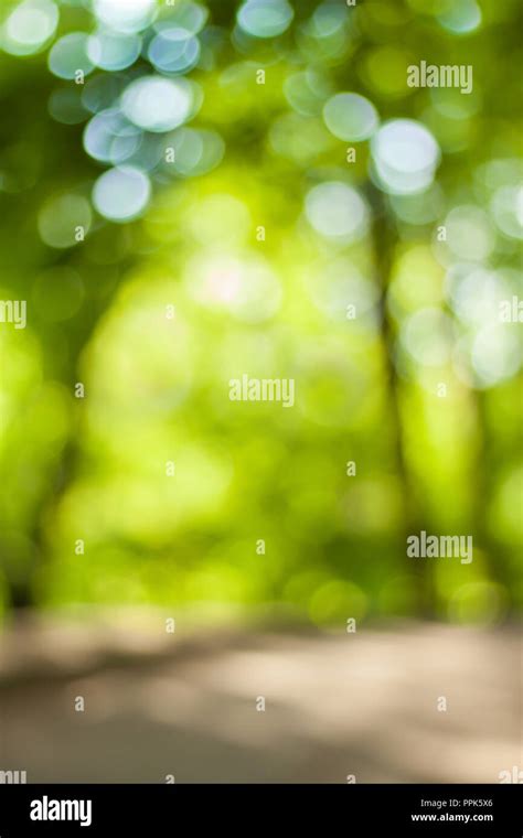 Blurry nature wallpaper. Forest bokeh background. Green defocused ...