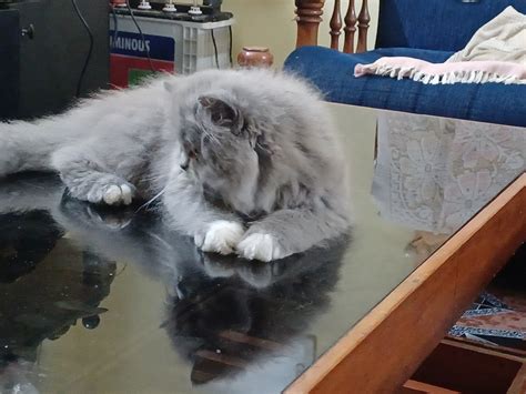 persian cats sale 5