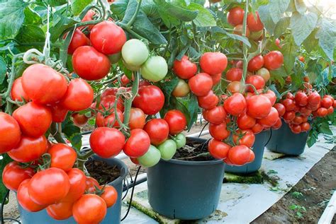 выращивание помидор в ведрах | Growing vegetables, Starting a vegetable ...