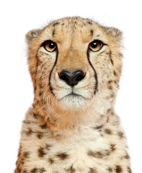 Premium Photo Close Up Of Cheetah Acinonyx Jubatus Months Old