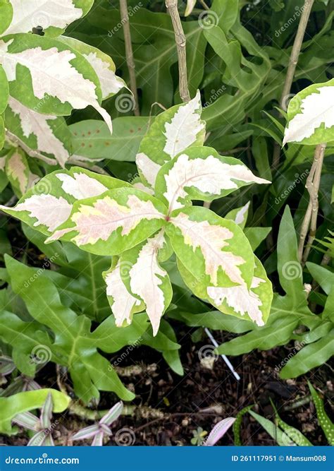 Graptophyllum Pictum Tree In Nature Garden Stock Image Image Of