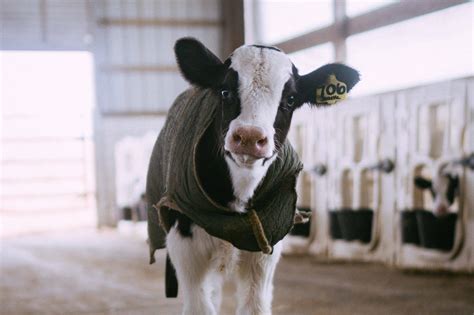 Chinese Scientists Clone Three Super Cows Capable Of Producing 50 More Milk