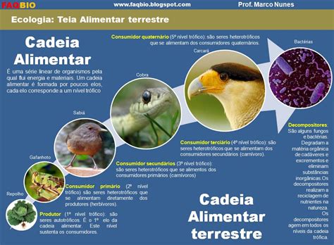 FAQBIO Apoio Ao Estudo De Biologia FICHA RESUMO ECOLOGIA CADEIA