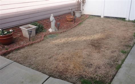 The Benefits of an Artificial Lawn | SYNLawn Carolina