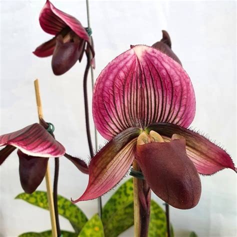 Orqu Dea Rara Sapatinho Paphiopedilum Maudiae Black Jack Frete Gr Tis