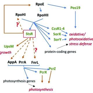 Schematic Overview Of The Regulatory Network Of Srnas Green And