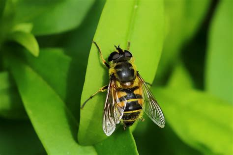 Myathropa Florea A Female May 2024 Fovslet Kolding Den Erland