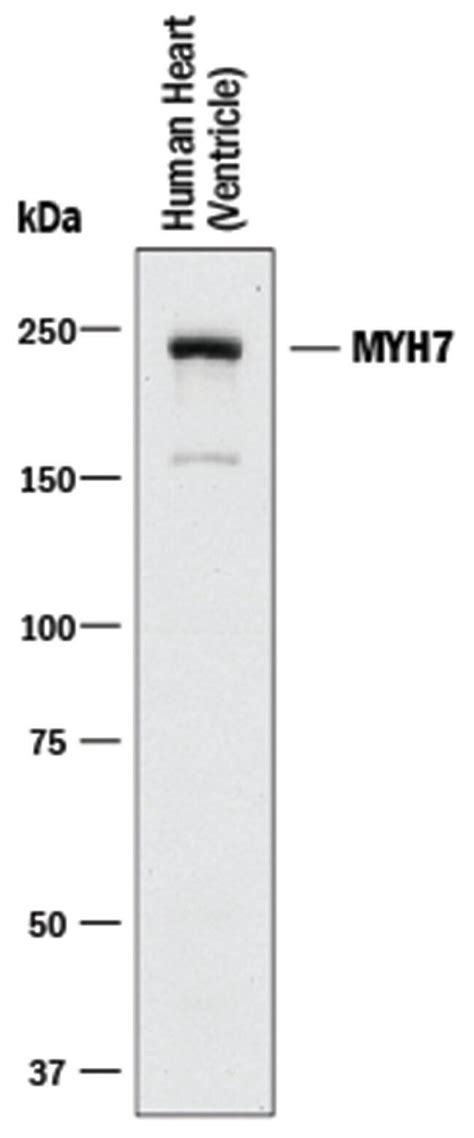 Human Myh Antibody R D Systems G Unlabeled Fisher Scientific