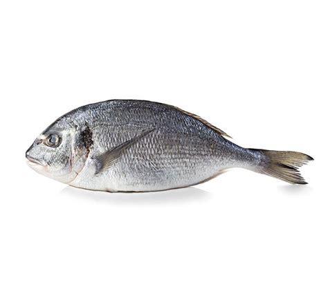 Premium Photo | Dorado fish isolated on white background