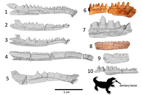 NPS Paleontologists Discover Hidden Cradle of Tetrapod Evolution at ...