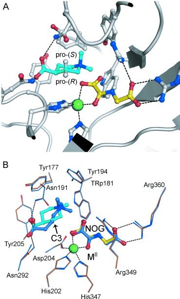 Oxygenasecatalyzed Desymmetrization Of N Ndialkylpiperidine