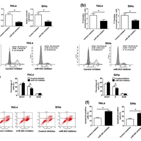 Down Regulation Of Mir 543 Expression Inhibits Cell Proliferation 48 H