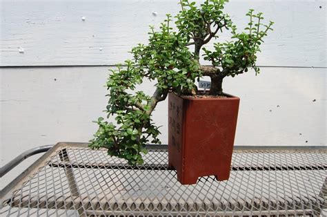 30 Year Old Baby Jade Cascade Specimen Bonsai Tree