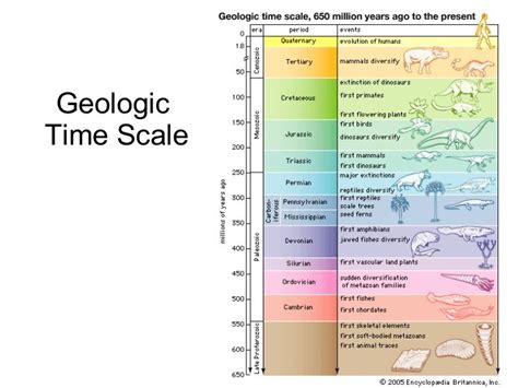 Image result for evolution of mammals timeline | Evolution, Geologic time scale, Mammals