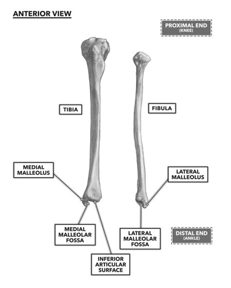 Medial Malleolus Anatomy - Anatomy Reading Source