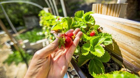 Erdbeeren Pflanzen Standort And Idealer Zeitpunkt Plantura