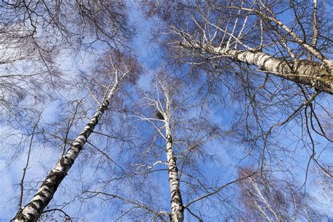 Birch tree in winter 9451090 Stock Photo at Vecteezy