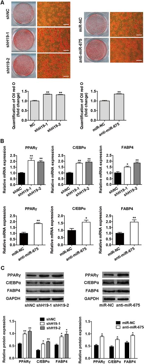 Knockdown Of H19 And Mir 675 Promoted Adipogenic Differentiation Of