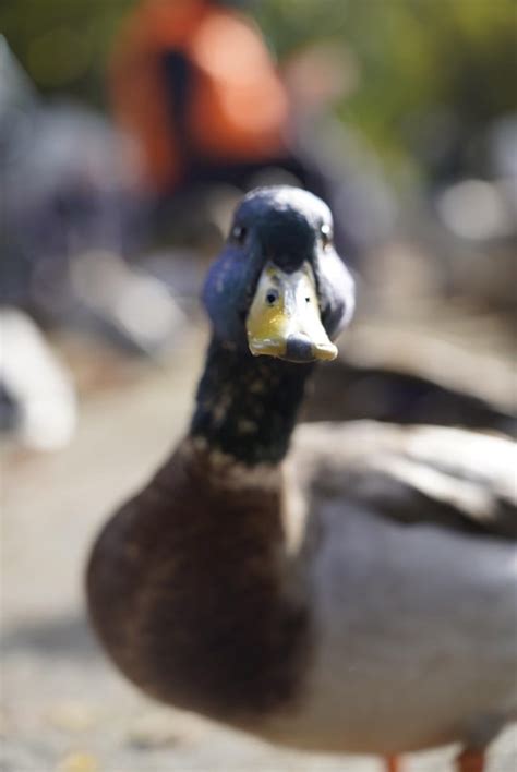 Mallard duck : r/SonyAlpha