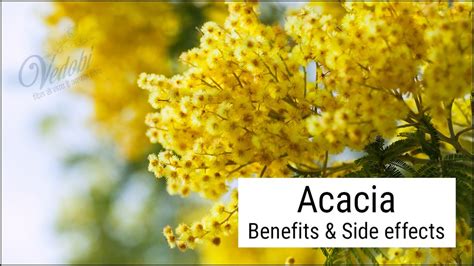 Vedobi - Acacia: Benefits & Side effects