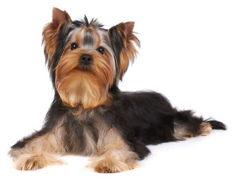 Yorkshire Terrier Breeders Australia | Yorkshire Terrier Info & puppies