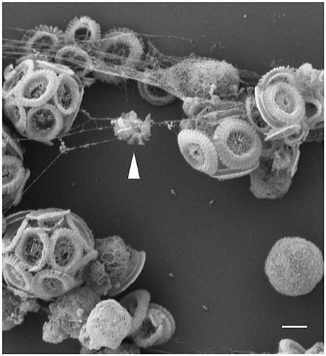 Frontiers Multicellular Features Of Phytoplankton