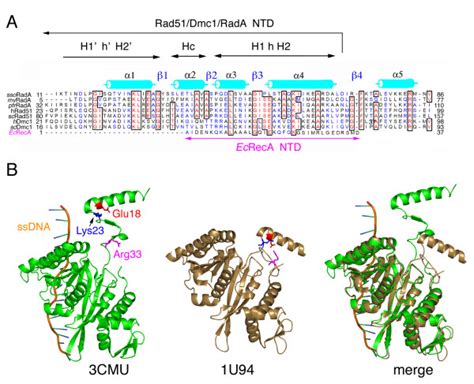 The E Coli Reca Ntd Exhibits Significant Amino Acid Sequence Homology