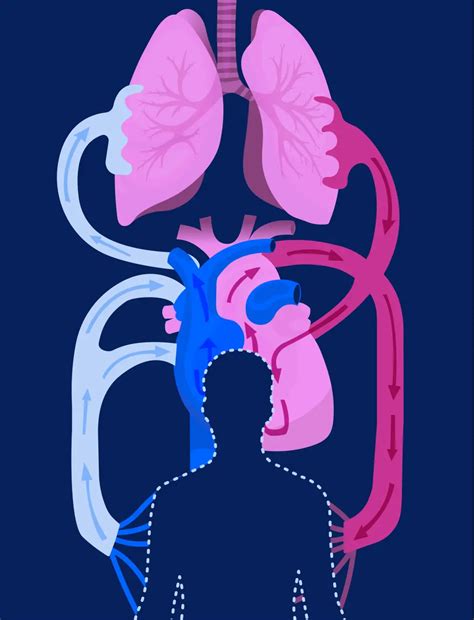 Lungs Filled With Heart at Isaac Dadson blog