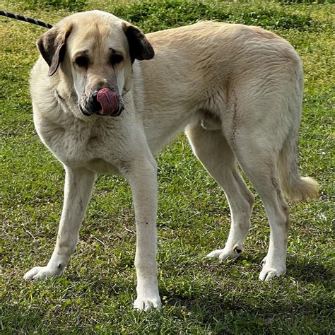 Dog for adoption - TEXAS, GAINESVILLE; FOSTER OR ADOPT "MACK", an