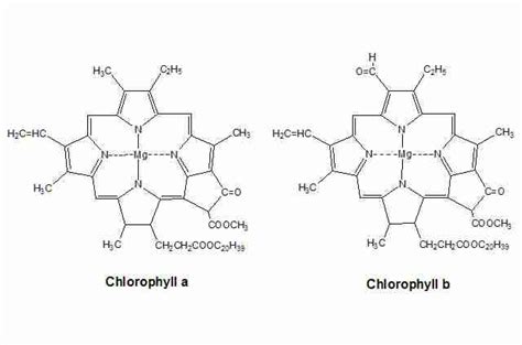 mcolsoqo: Chlorophyll Absorption Spectrum