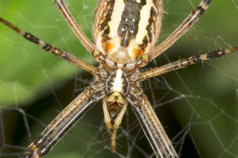 Aranha Da Vespa Fim Do Bruennichi Do Argiope Foto De Stock Imagem