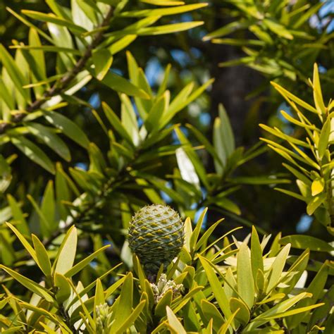 Kauri Nz Nurseries