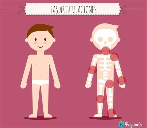 Articulaciones Del Cuerpo Humano Nombres Tipos Y Movimientos Con Hot