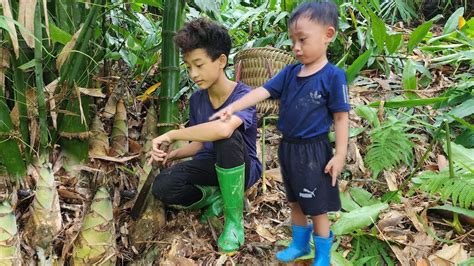 The Orphan Boy Continues To Harvest Bamboo Shoots To Sell And Take Care