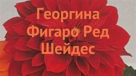 Георгина обыкновенная Ред Шейдес 🌿 георгина Ред Шейдес обзор: как ...